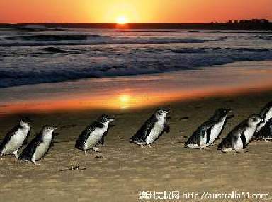 菲利普岛企鹅归巢(penguin parade)