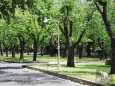 Rose Park