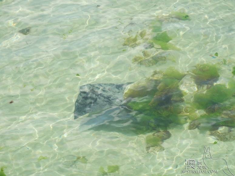 老司机在南澳之约克半岛自驾攻略