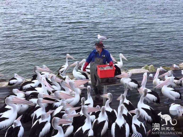 老司机在南澳之袋鼠岛自驾攻略