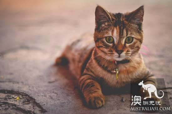 在澳养宠物你需要知道的4件事