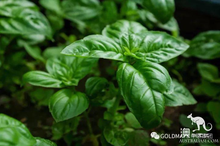 澳洲超市里常见的调味香料与香草,内附各类香料中英文对照