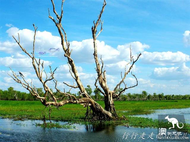 北领地卡卡杜国家公园干货篇