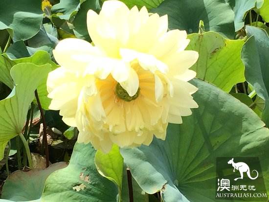 夏日荷花大赏!墨尔本蓝莲花水上花园,美到让你梦回江南