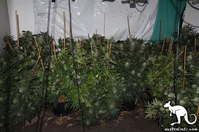 涉嫌种277株大麻,澳洲华裔男遭拘控