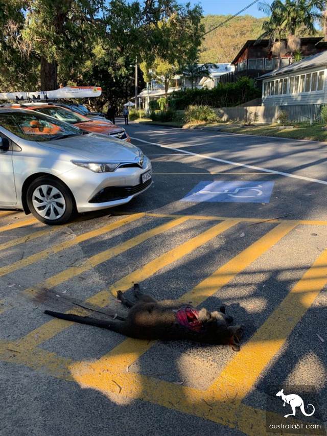 中央海岸停车场惊现惨死沙袋鼠，身体被切开大洞