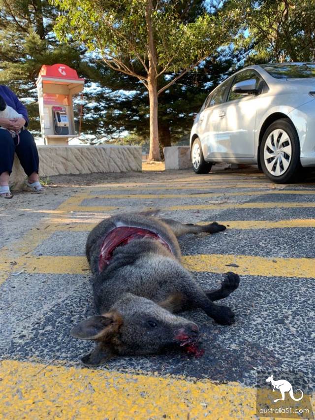中央海岸停车场惊现惨死沙袋鼠，身体被切开大洞