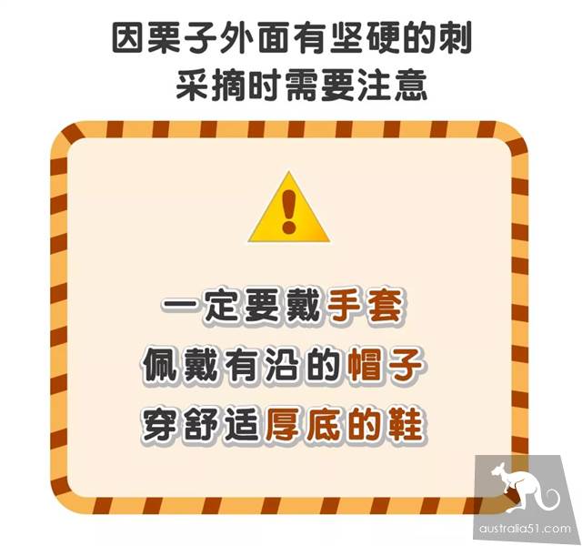 秋天到!墨尔本摘栗子攻略手册,最全采摘自驾路线,全打包好了
