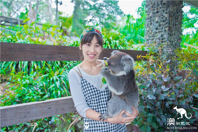 抱考拉、喂袋鼠,阿德莱德的峡谷野生动物园能玩一整天