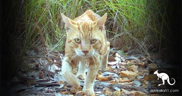 澳洲野猫泛滥成灾“严重危害生态”!紧急实行“无猫计划”1年消灭200万只