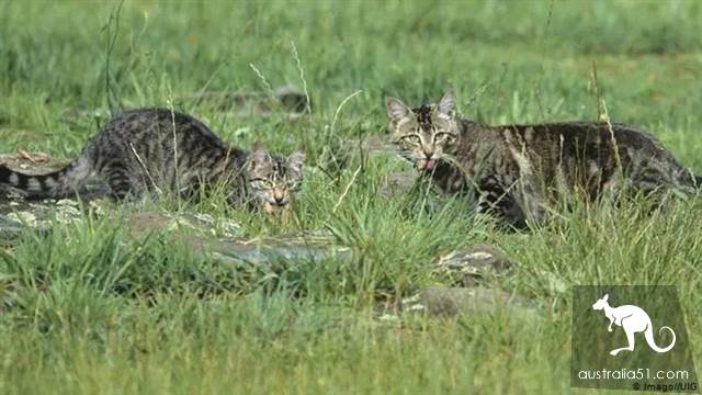 澳洲野猫泛滥成灾“严重危害生态”!紧急实行“无猫计划”1年消灭200万只