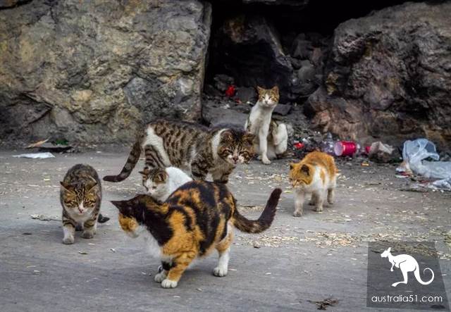 澳洲野猫泛滥成灾“严重危害生态”!紧急实行“无猫计划”1年消灭200万只