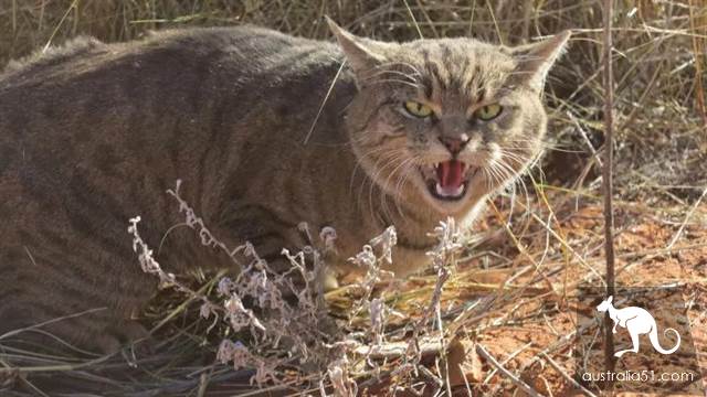 澳洲野猫泛滥成灾“严重危害生态”!紧急实行“无猫计划”1年消灭200万只
