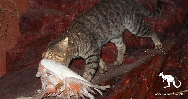 澳洲野猫泛滥成灾“严重危害生态”!紧急实行“无猫计划”1年消灭200万只