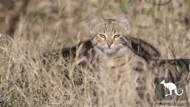 澳洲野猫泛滥成灾“严重危害生态”!紧急实行“无猫计划”1年消灭200万只
