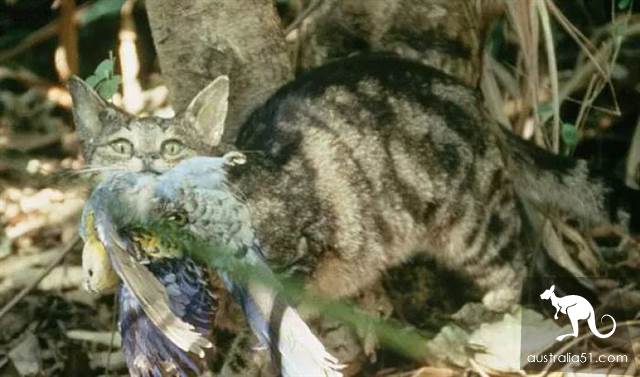 澳洲野猫泛滥成灾“严重危害生态”!紧急实行“无猫计划”1年消灭200万只