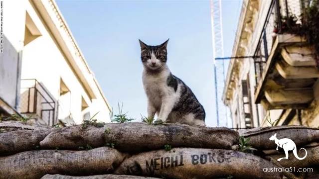 澳洲野猫泛滥成灾“严重危害生态”!紧急实行“无猫计划”1年消灭200万只