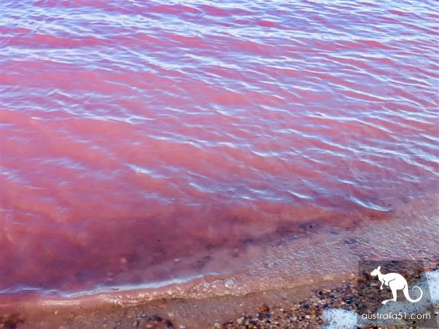 Hutt Lagoon,西澳小粉湖,喂上帝,你的兰蔻粉水洒了
