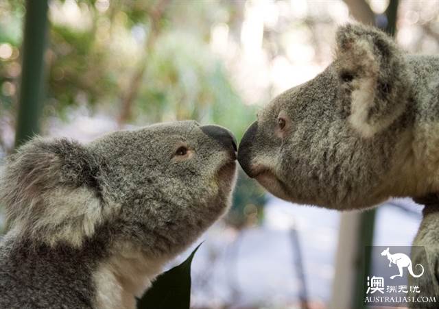 Ekka，40万人期待的布里斯班年度盛会有你吗？