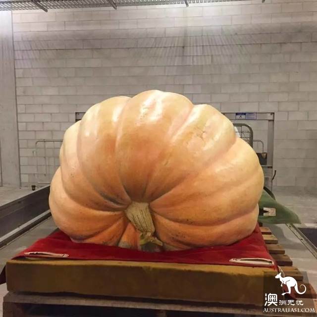 Ekka，40万人期待的布里斯班年度盛会有你吗？