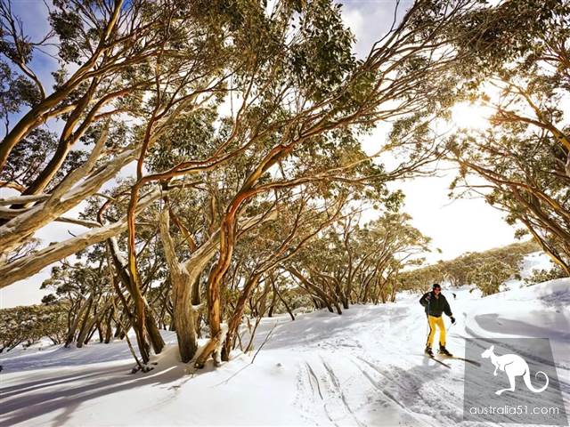激动!墨尔本周边下大雪了,好玩的滑雪季开始了!最全2019滑雪攻略奉上
