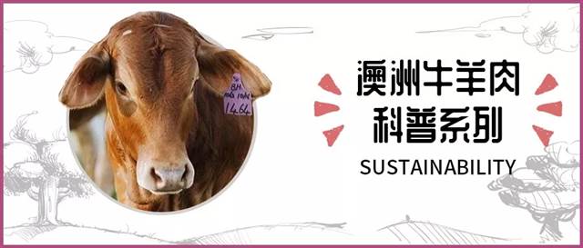澳洲牛羊肉科普系列,讲真,澳洲山羊也需要拥有姓名