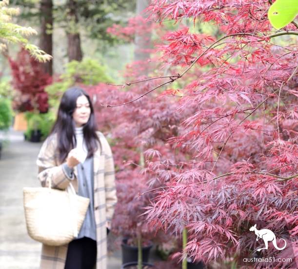 Warran Glen Nursery:鲜花与咖啡邂逅,深山里的秘密花园