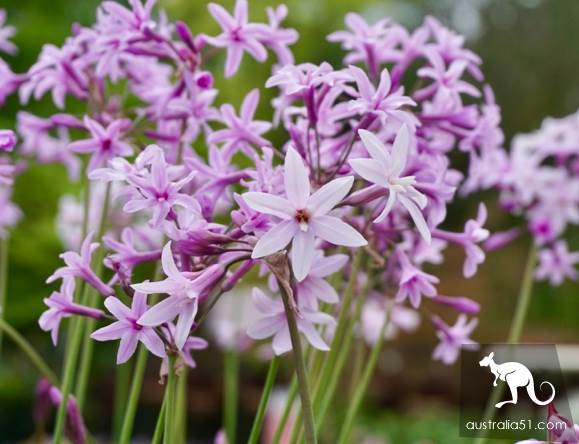 Warran Glen Nursery:鲜花与咖啡邂逅,深山里的秘密花园