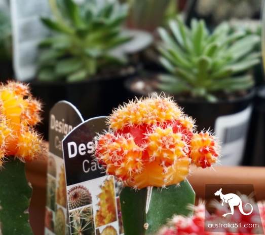 Warran Glen Nursery:鲜花与咖啡邂逅,深山里的秘密花园