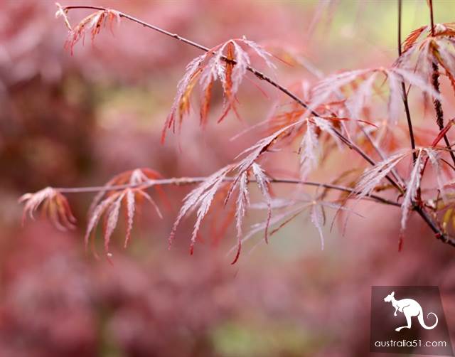 Warran Glen Nursery:鲜花与咖啡邂逅,深山里的秘密花园