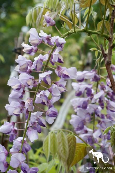 Warran Glen Nursery:鲜花与咖啡邂逅,深山里的秘密花园