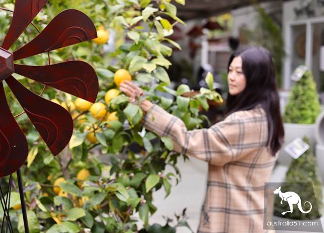 Warran Glen Nursery:鲜花与咖啡邂逅,深山里的秘密花园