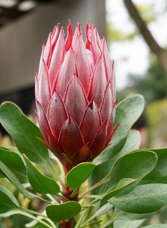 Warran Glen Nursery:鲜花与咖啡邂逅,深山里的秘密花园