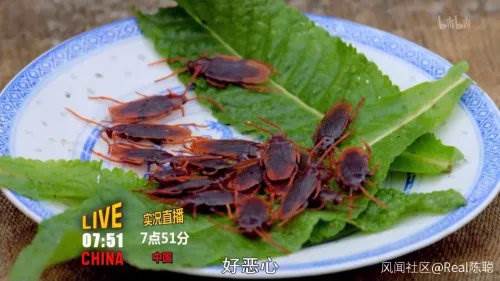 蟑螂(网络图片)
