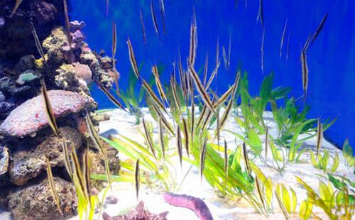 墨尔本海洋生物水族馆攻略，门票预订、开放时间和交通介绍