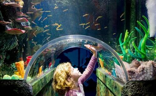 墨尔本海洋生物水族馆攻略，门票预订、开放时间和交通介绍