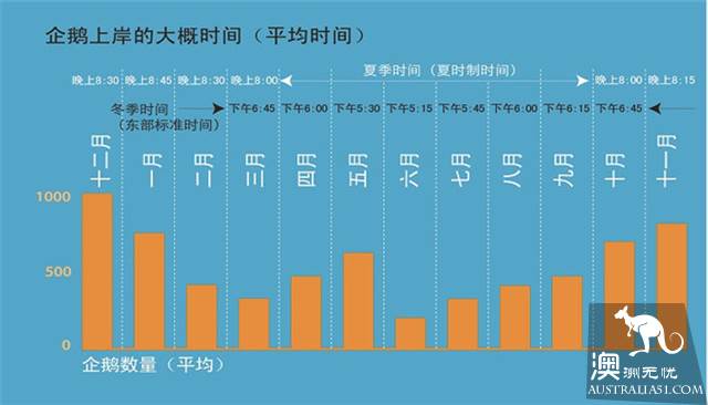 去墨尔本必看,菲利普岛超萌小企鹅游行