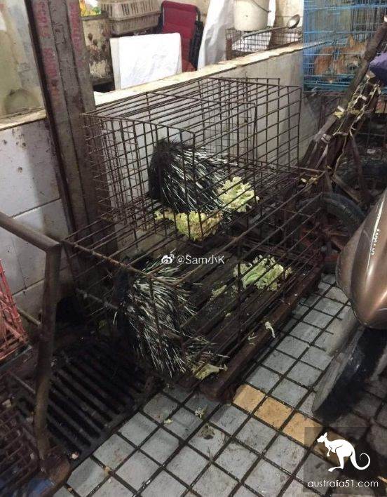 武汉华南海鲜市场罕见照片!