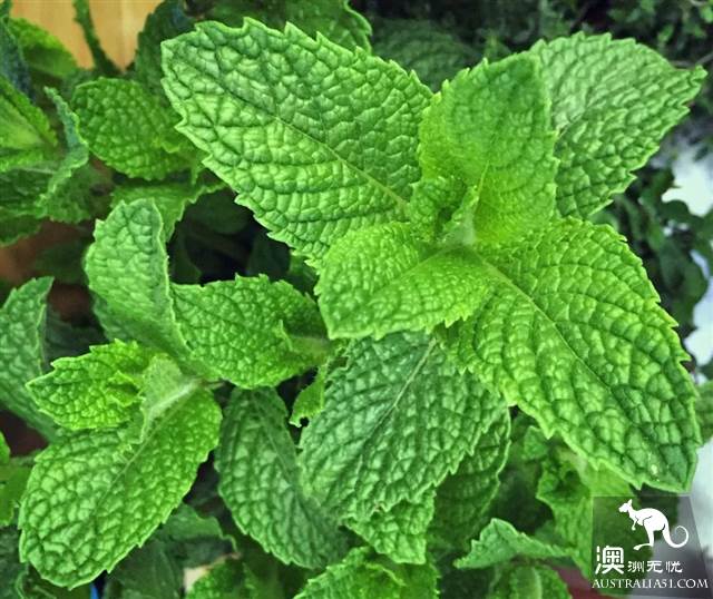澳洲超市常卖的蔬菜、鱼、香料都叫什么？怎么吃？