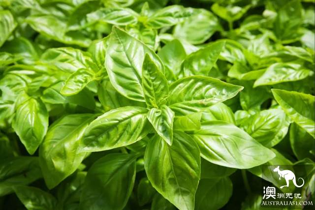 澳洲超市常卖的蔬菜、鱼、香料都叫什么？怎么吃？