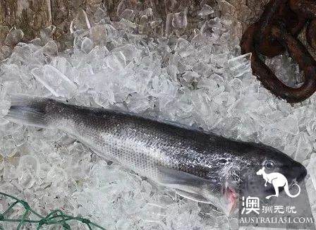 在墨尔本吃海鲜看这一篇就够了!超市里海鲜科普