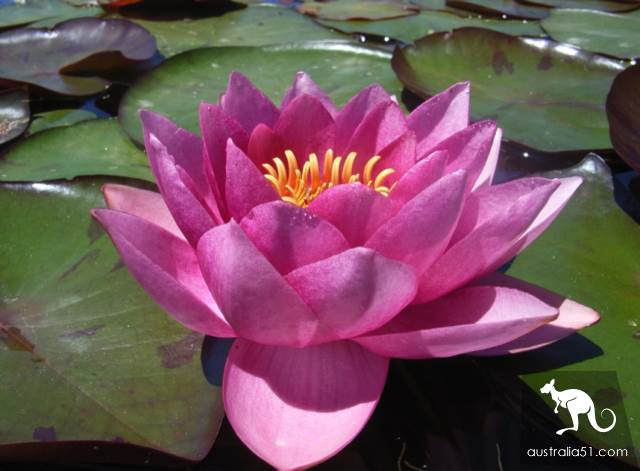墨尔本的夏日仙境:蓝莲花水上花园