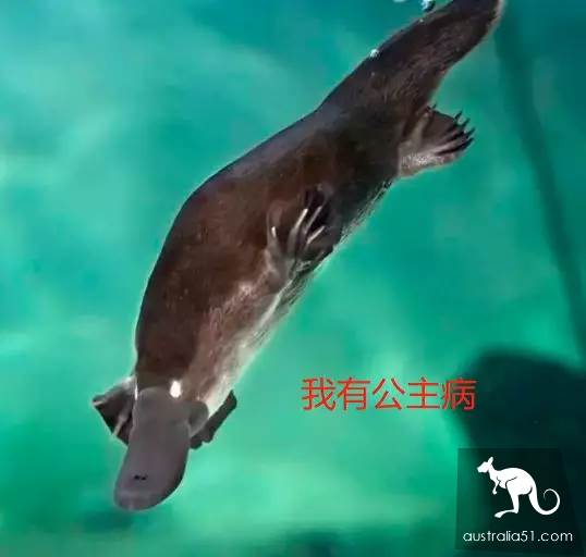 澳洲鸭嘴兽蠢萌中二？其实这货是孤独又腹黑的独居高手，可最近它过得并不好
