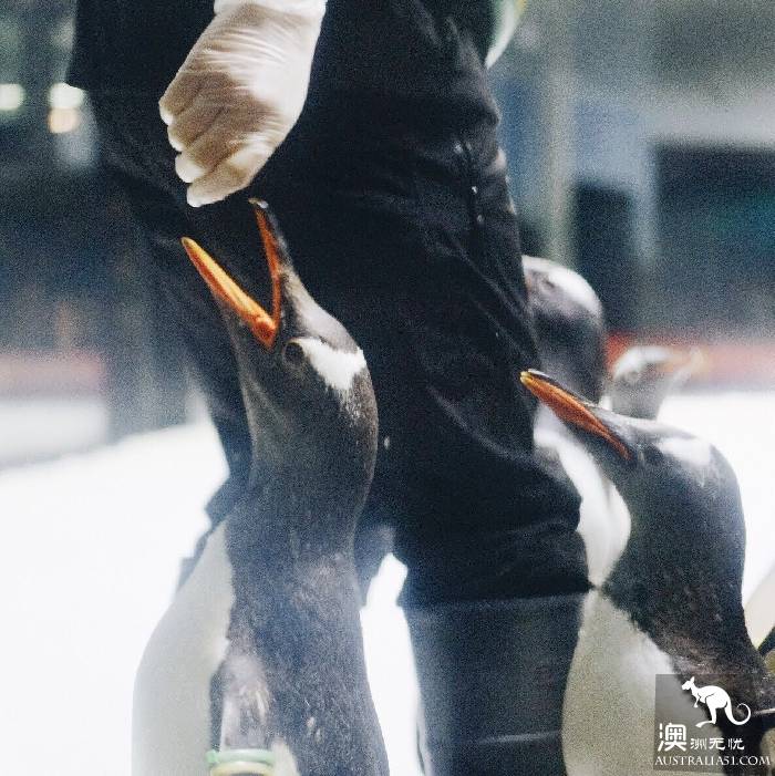 寻宝：悉尼海洋生物水族馆游览杂记