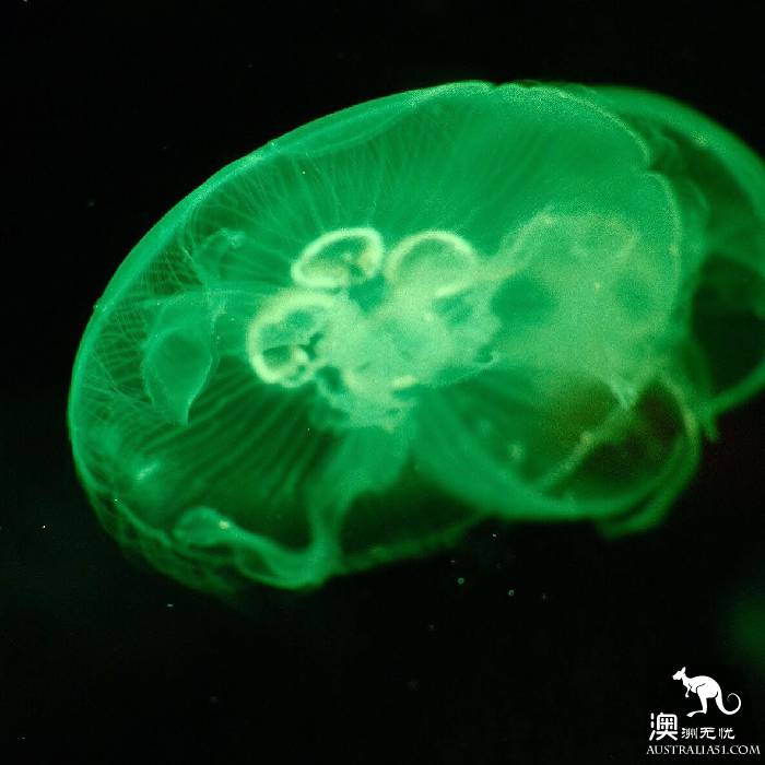 寻宝：悉尼海洋生物水族馆游览杂记
