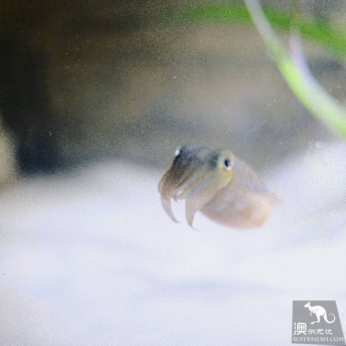 寻宝：悉尼海洋生物水族馆游览杂记