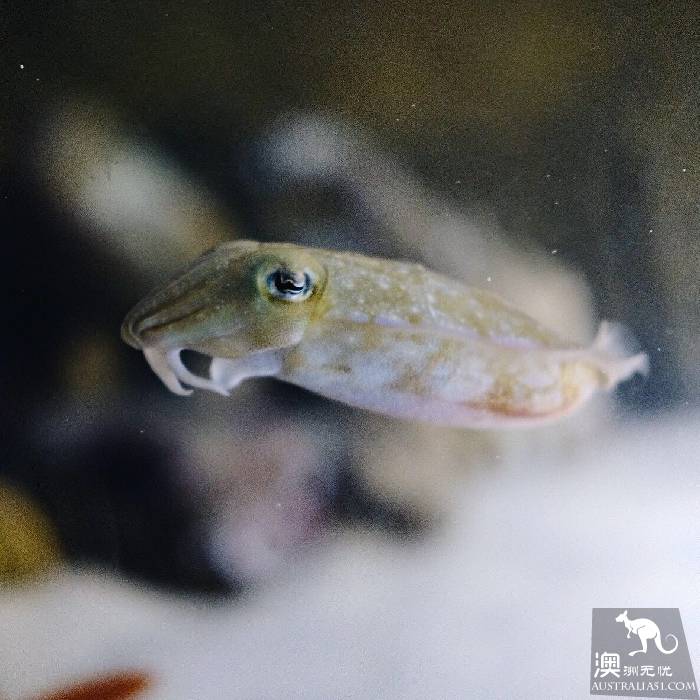 寻宝：悉尼海洋生物水族馆游览杂记