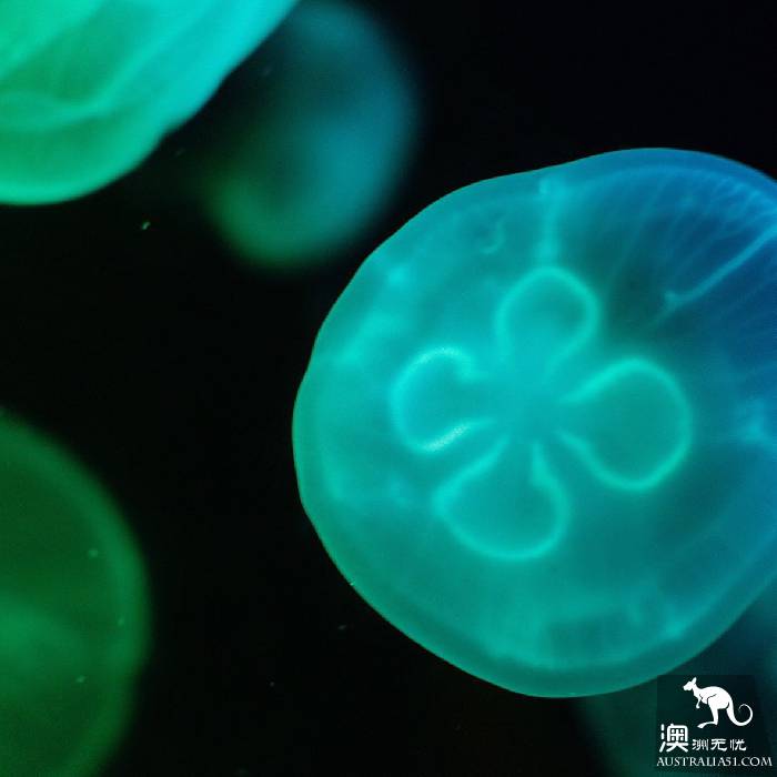 寻宝：悉尼海洋生物水族馆游览杂记