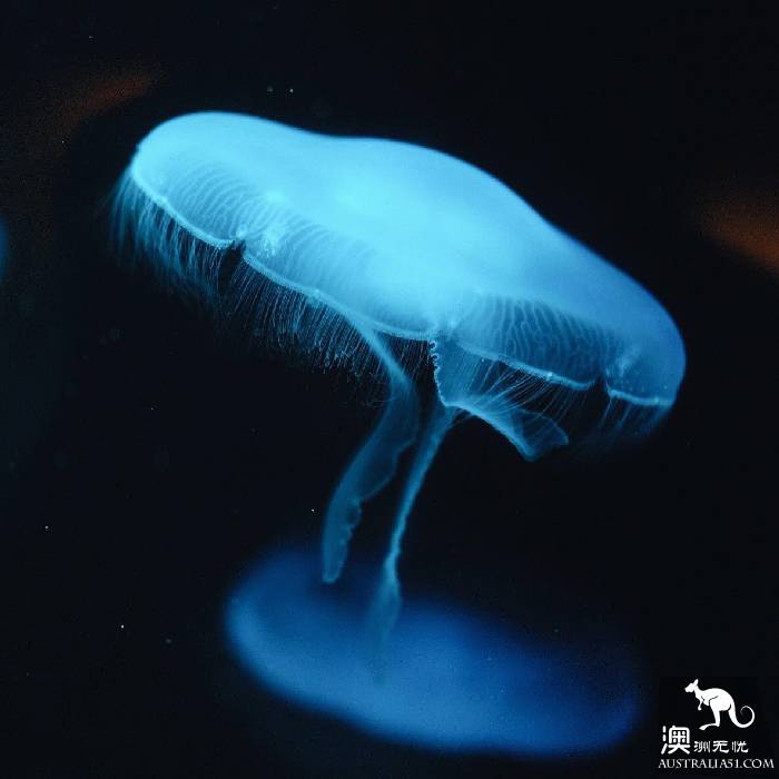 寻宝：悉尼海洋生物水族馆游览杂记