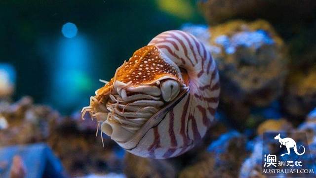 悉尼水族馆全攻略,水族馆就应该这样玩!